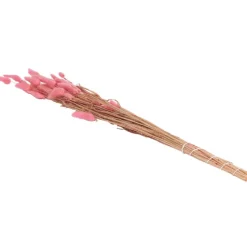 Zaaien & Planten><noscript><img width=