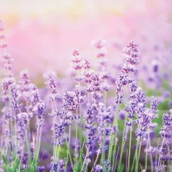 Tuindecoratie><noscript><img width=
