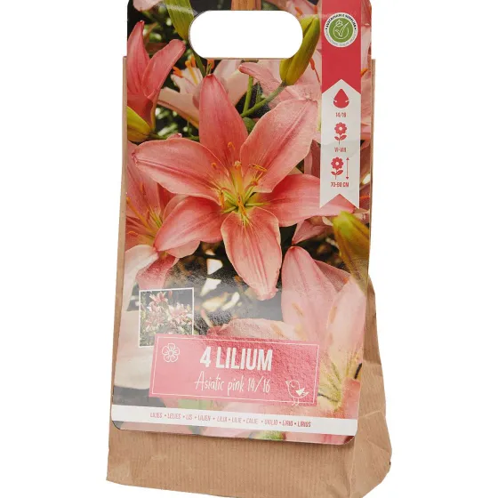 Zaaien & Planten>Green Boots Lelie Bloembollen Rood