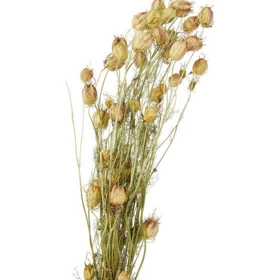 Kunstplanten & -Bloemen>Merk Nederlandse Droog Kunstbloemen